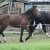 Welsh_Cob_Ceres_Lady_Valerie